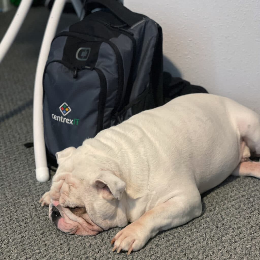 Dog with centrexIT backpack